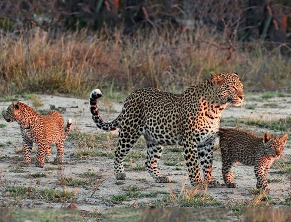 Full Day Safari — Without Stay - Image 3