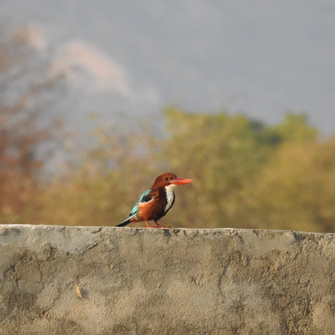 Traditional Rabari village life