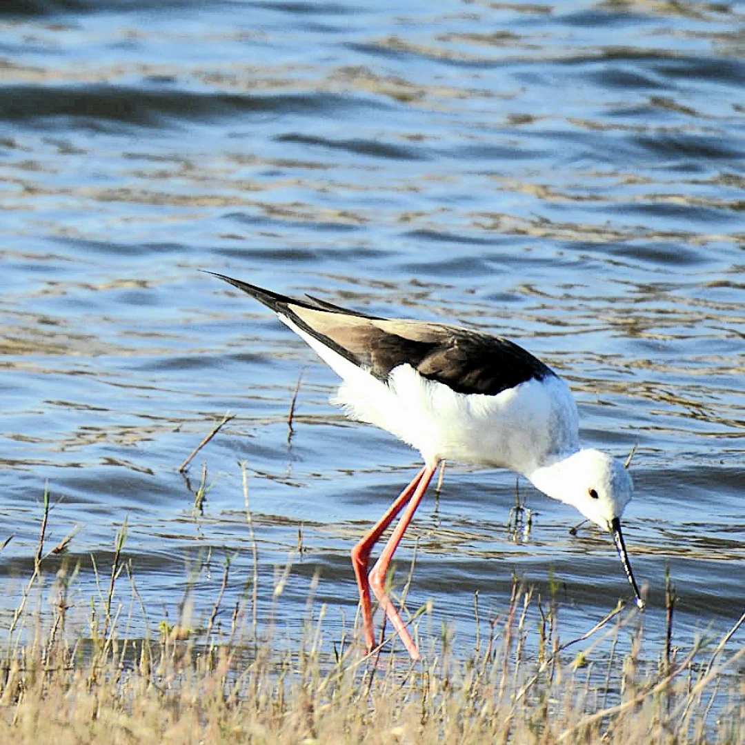 Colorful birds in Jawai
