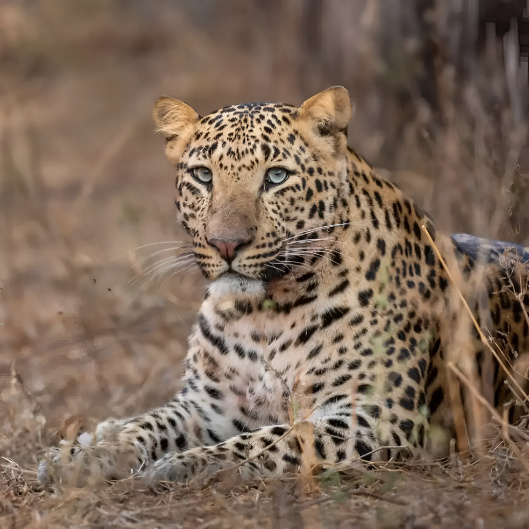 Diverse birdlife near water bodies in Jawai