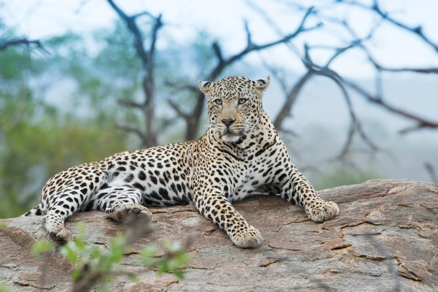 Single Safari — 3 Hours - Image 2