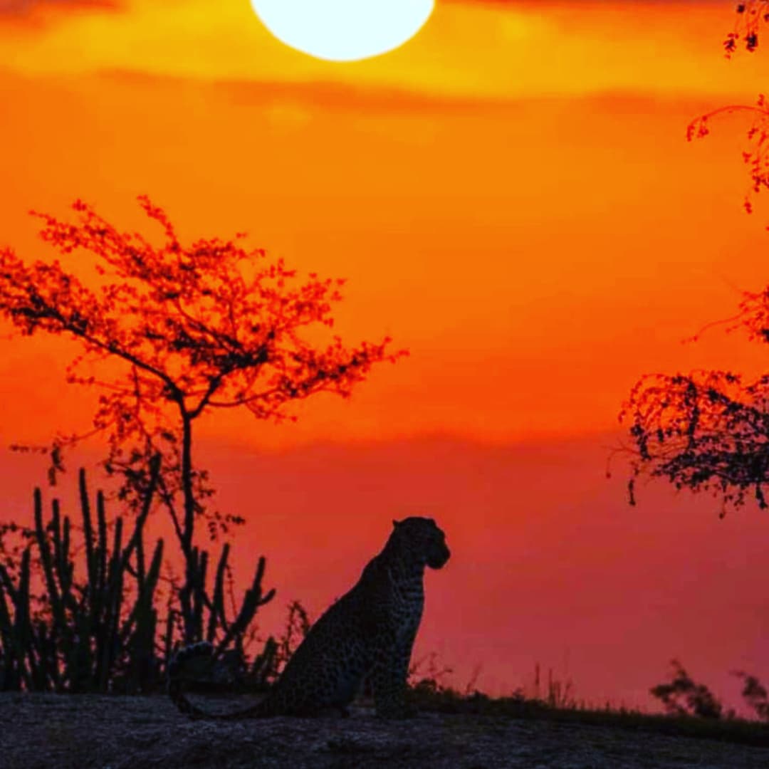 Sunset Safari — Golden Hours - Image 3